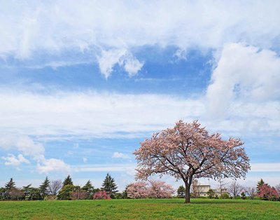 🌳 나카가와 공원 (Nakagawa Park)